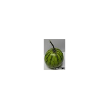 pu watermelon