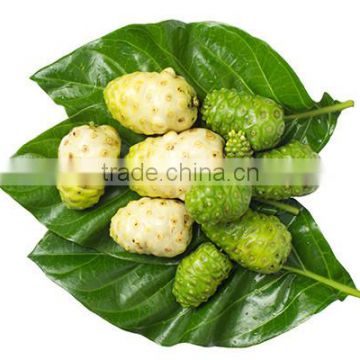 The Noni powder for healthy life