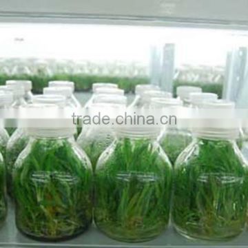 600ml plant Tissue culture glass bottle with cap