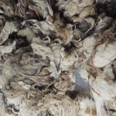 Tibetan Raw Greasy Cashmere Fiber Tibet Cashmere Fineness 14.5mic photo-3