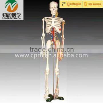 High Quality Human Skeleton Model with Heart and Blood Vessel