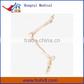 Bones of Lower Limb Model for Sale