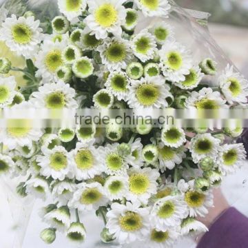 Exquisite classical new product flower fresh chrysanthemum