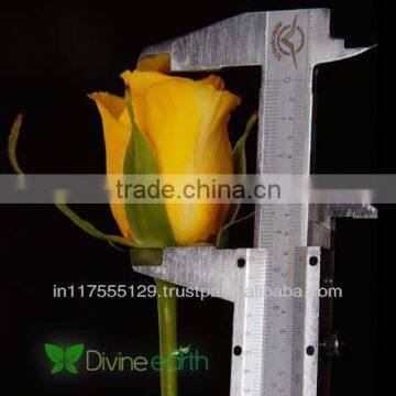 Cut Rose photo-3