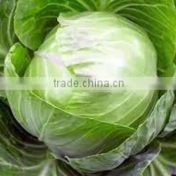 VIETNAM FRESH CABBAGE