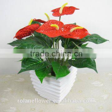 best quality anthurium cutting red flower with long stem