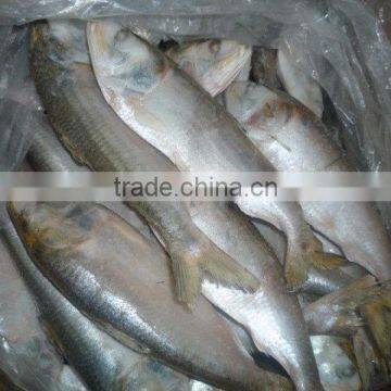 FROZEN DOTTED GIZZARD SHAD FISH W/R - SIZE 4/6