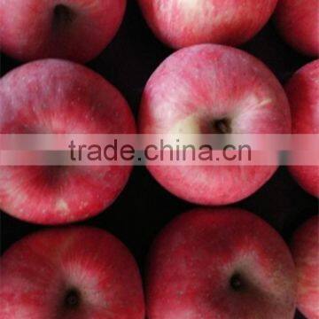 china fuji apple supplier red fuji apple tree