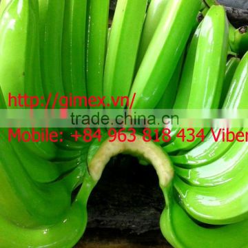 Fresh cavendish Banana new havest 2016