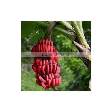 Musa x paradisiaca red (Red Banana)