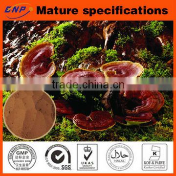 High Quality Pure Reishi Mushroom Extract Powder