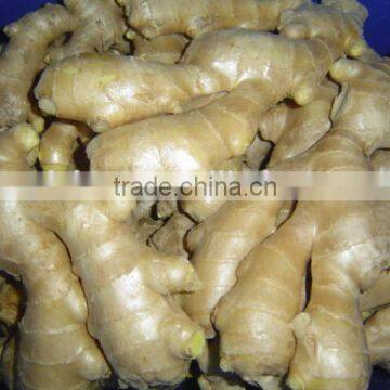 Chinese Fresh Air Dried Ginger photo-5