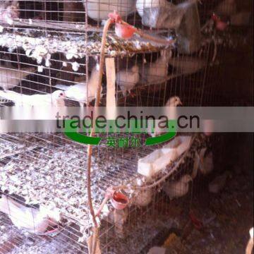 Low Carbon Steel Wire Pigeon Cage for Poultry Farm photo-5
