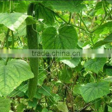 extruded support net cucumber climbing net