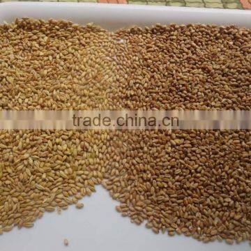 408 Channels High Capacity Wheat/barley Color Sorter Machine photo-3