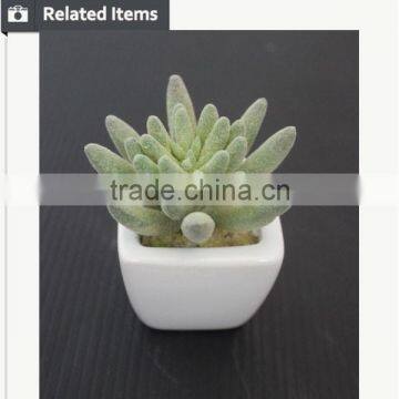 Cute Artifiical Mini Succulent With Ceramic Pot photo-3