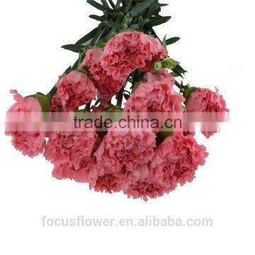 Hot Fashion Single Carnations Cut Flower Price Fresh Cut Flowers From China