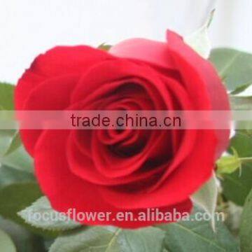 Fresh Cut Flowers Processing Type ingersoll rand air compressor nirvana rose for home decoration