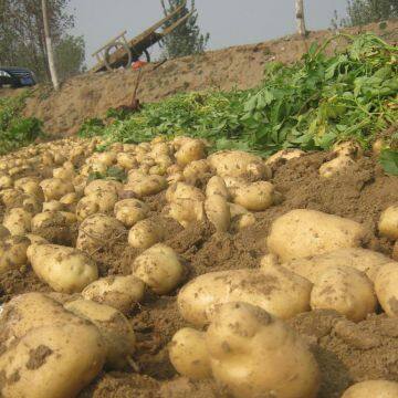 Hot Sale Organic Fresh Potato photo-4