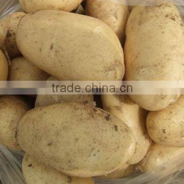 2015 Best Quality of the Potato in Anqiu photo-4