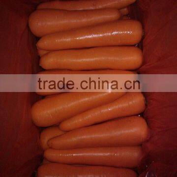 2014 New Crop China Fresh Carrot