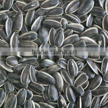 Sunflower Seeds 118