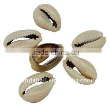 Sea Conch Shell Beads(BSHE-S044)