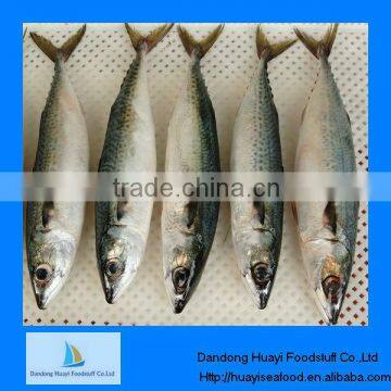 frozen fish indian mackerel