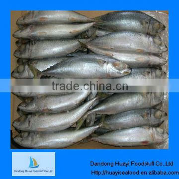 pacific jack mackerel