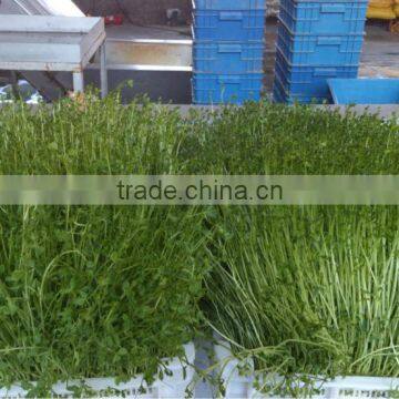 Automatic 100kg/day Barley Sprouting Machine photo-3