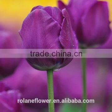 fresh cut flowers wholesale purple tulip flower for wedding planner