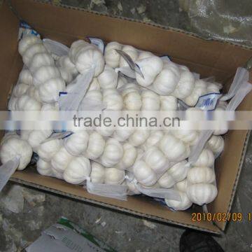 White Garlic Competive Price photo-5