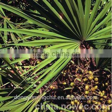 Saw palmetto extract, 25% total fatty acid