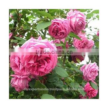 Rose Oil - 1st HD (Indian Origin)