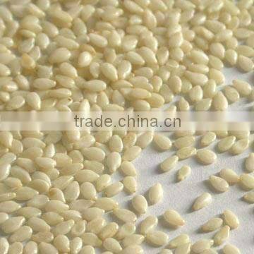 Indian Hulled Sesame Seed seed