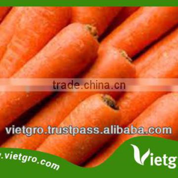 High Quality Fresh Organic Carrots VGC0022