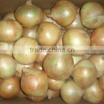 fresh yellow onion from gansu all size