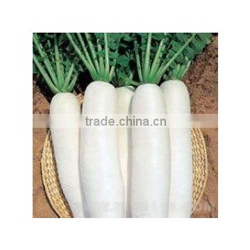 caton pack white radish/high quality