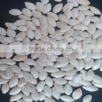 Shine skin pumpkin seeds 10- 11mm in high quality of 2016 new crop