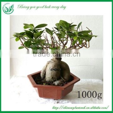 Natural Plants ficus Bonsai