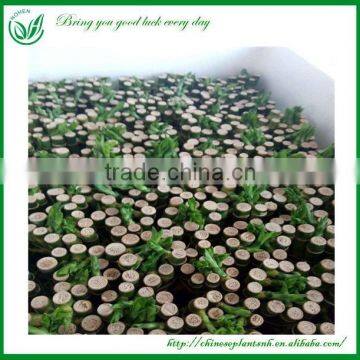 Indoor Straight Lucky Bamboo Plants Sale photo-3