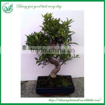 Ficus Mini Indoor Potted Plant