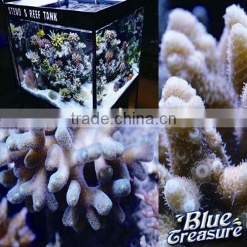 Wholesale Fish Tank Reef Salt Marine Aquarium Accessories