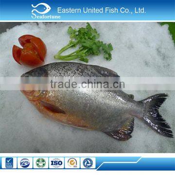 hot sale new arrival frozen red pacu