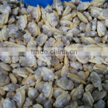 Frozen shellfish fresh clam meat bulk packing IQF for sale