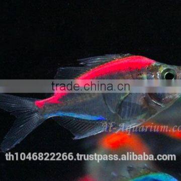 Glass Fish Mix Color For Sale / Ornamental Fish International Exporter photo-5