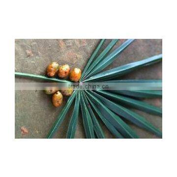 Saw palmetto Oil