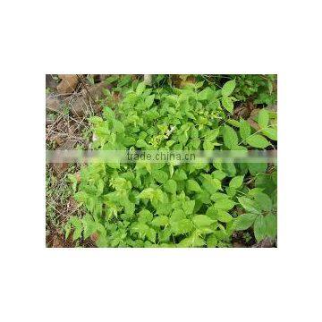 Aegle Marmelos photo-2