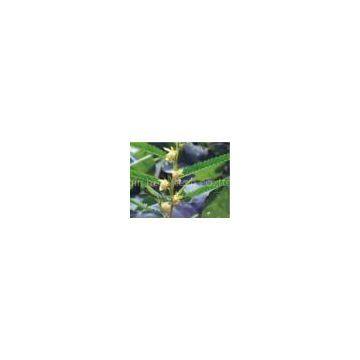 Cassia Nomame P.E., Cassia Nomame Extract, Cassia...