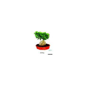 Ficus Mirocarpa